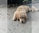 Small #7 Goldendoodle