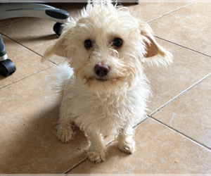 Dash in RI - Male Maltese-Unknown Mix Dog for Adoption - Photo #10