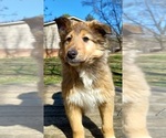 Puppy LM2 Collie