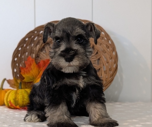 Medium Photo #4 Schnauzer (Miniature) Puppy For Sale in GOSHEN, IN, USA