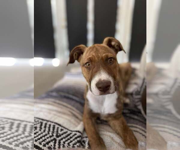 Medium Photo #3 American Staffordshire Terrier-Unknown Mix Puppy For Sale in MIDWAY, UT, USA