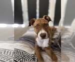 Small #2 American Staffordshire Terrier Mix