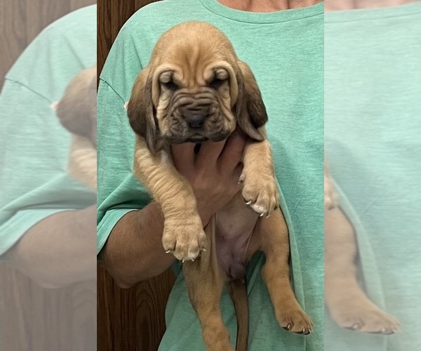 Medium Photo #8 Bloodhound Puppy For Sale in FORT MORGAN, CO, USA