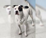 Small #2 American Pit Bull Terrier Mix
