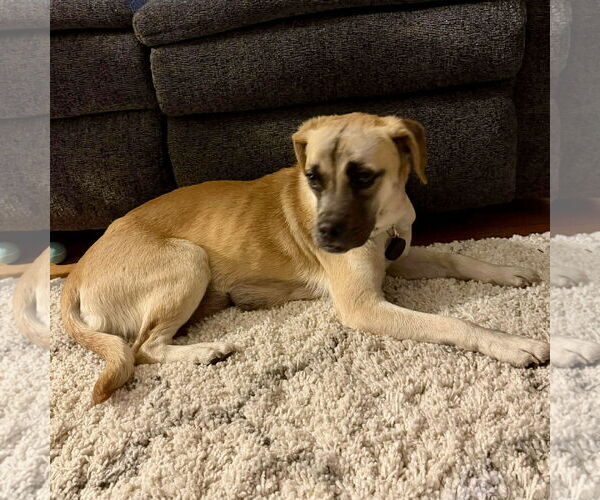 Medium Photo #2 Puggle Puppy For Sale in Spring Lake, NC, USA