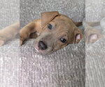 Small Labrador Retriever Mix