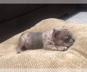 French Bulldog Puppy for sale in HOUSTON, TX, USA