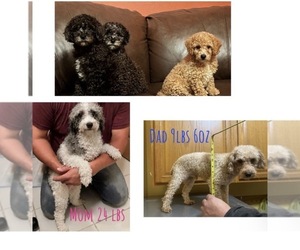 Poodle (Miniature) Puppy for Sale in DUBUQUE, Iowa USA
