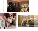 Small Poodle (Miniature)