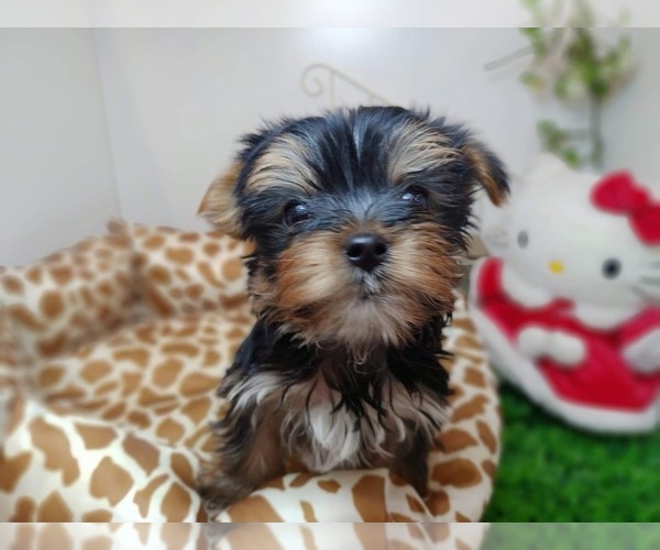Medium Photo #1 Yorkshire Terrier Puppy For Sale in CHICAGO, IL, USA
