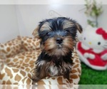 Small Photo #1 Yorkshire Terrier Puppy For Sale in CHICAGO, IL, USA