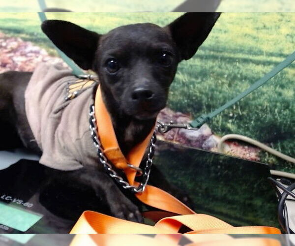 Medium Photo #1 Chihuahua-Unknown Mix Puppy For Sale in Moreno Valley, CA, USA