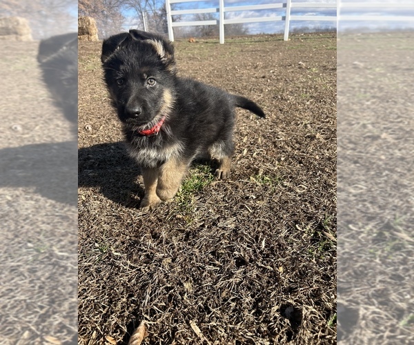 Medium Photo #11 German Shepherd Dog Puppy For Sale in SPRINGFIELD, IL, USA