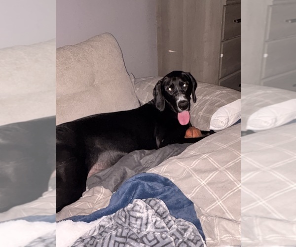 Medium Photo #1 Basset Hound-Great Dane Mix Puppy For Sale in KEANSBURG, NJ, USA