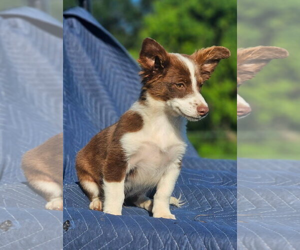 Medium Photo #7 Australian Shepherd-Chihuahua Mix Puppy For Sale in Wakefield, RI, USA