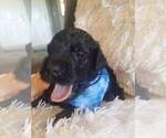 Small Photo #4 Bouvier Des Flandres-Poodle (Standard) Mix Puppy For Sale in LAKELAND, FL, USA