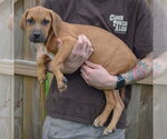 Small Photo #2 Labralas Puppy For Sale in Huntley, IL, USA
