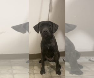 Cane Corso Puppy for sale in WATERBURY, CT, USA
