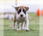 Small #2 Boxer Mix