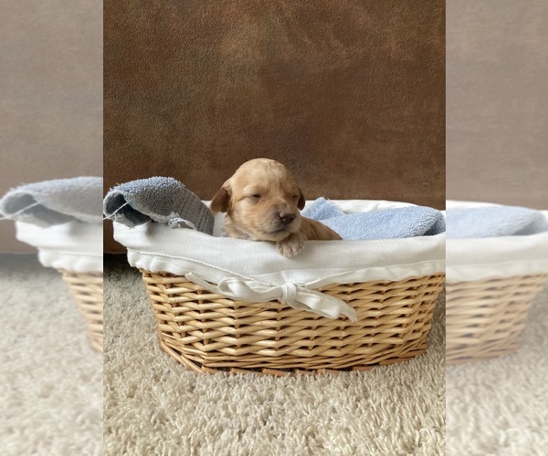 Medium Photo #1 Goldendoodle (Miniature) Puppy For Sale in OLATHE, CO, USA