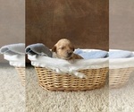 Small Photo #1 Goldendoodle (Miniature) Puppy For Sale in OLATHE, CO, USA