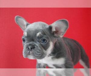 View Ad French Bulldog Puppy For Sale Near Texas Houston Usa Adn 202729