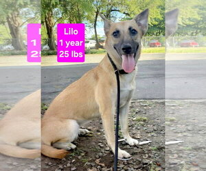 Shiba Inu-Unknown Mix Dogs for adoption in Virginia Beach, VA, USA