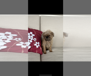 Brussels Griffon Puppy for sale in NILES, MI, USA