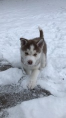 Siberian Husky Puppy for sale in RINGTOWN, PA, USA