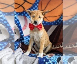 Shiba Inu Puppy for sale in OXFORD, PA, USA