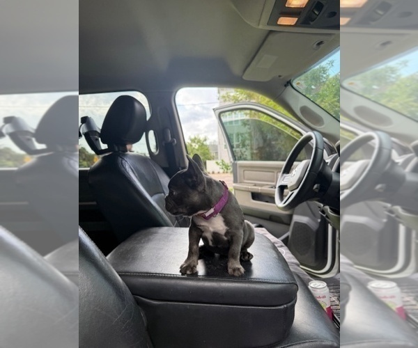Medium Photo #10 French Bulldog Puppy For Sale in SAINT PETERSBURG, FL, USA
