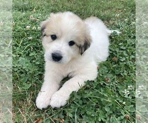 Great Pyrenees Puppy for sale in BRIGHTON, IA, USA