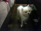 Small Photo #7 Pomeranian Puppy For Sale in INTERNATIONAL FALLS, MN, USA
