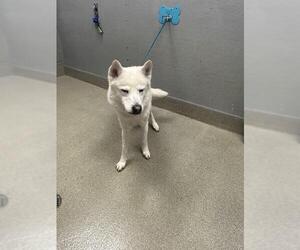 German Shepherd Dog-Unknown Mix Dogs for adoption in Las Vegas, NV, USA