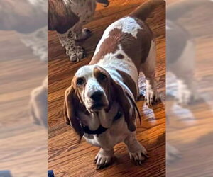 Basset Hound Dogs for adoption in Deepwater, NJ, USA