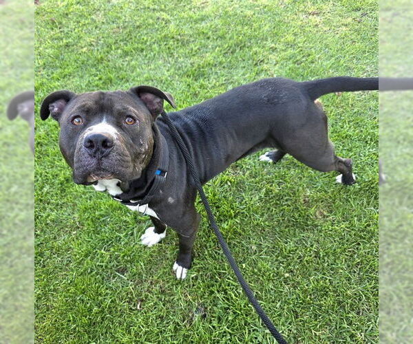 Medium Photo #1 American Pit Bull Terrier Puppy For Sale in Long Beach, CA, USA