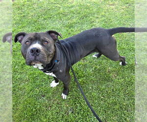 American Pit Bull Terrier Dogs for adoption in Long Beach, CA, USA