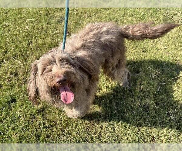 Medium Photo #1 Polish Lowland Sheepdog-Unknown Mix Puppy For Sale in Grand Prairie, TX, USA