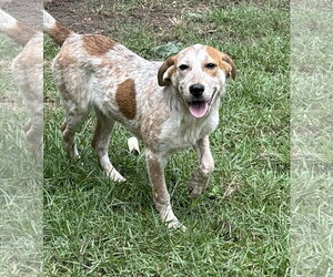 Mutt Dogs for adoption in Mount Pleasant, SC, USA