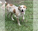 Amelia - Female Mutt Dog for Adoption - Small photo