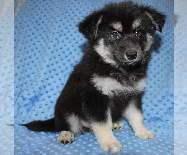 Medium Photo #7 Pomsky Puppy For Sale in DENTON, TX, USA