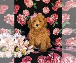 Small Photo #2 Bichpoo Puppy For Sale in NEW HOLLAND, PA, USA