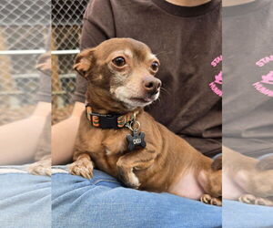 Chihuahua Dogs for adoption in Albemarle, NC, USA