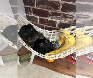Dachshund Puppy for sale in PALM COAST, FL, USA