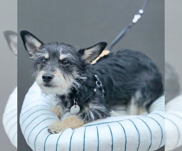 Medium Photo #7 Dachshund-Miniature Schnauzer Mix Puppy For Sale in Chino Hills, CA, USA