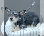Small #6 Dachshund-Miniature Schnauzer Mix