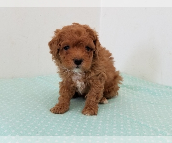 Medium Photo #2 Poodle (Miniature) Puppy For Sale in CLARK, MO, USA