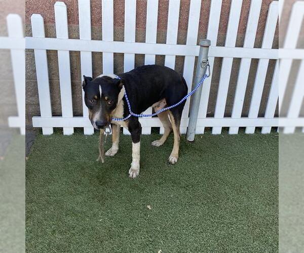 Medium Photo #1 Boxer-Staffordshire Bull Terrier Mix Puppy For Sale in Modesto, CA, USA