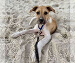 Small #6 Treeing Walker Coonhound Mix