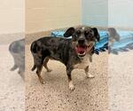 Small Chihuahua Mix
